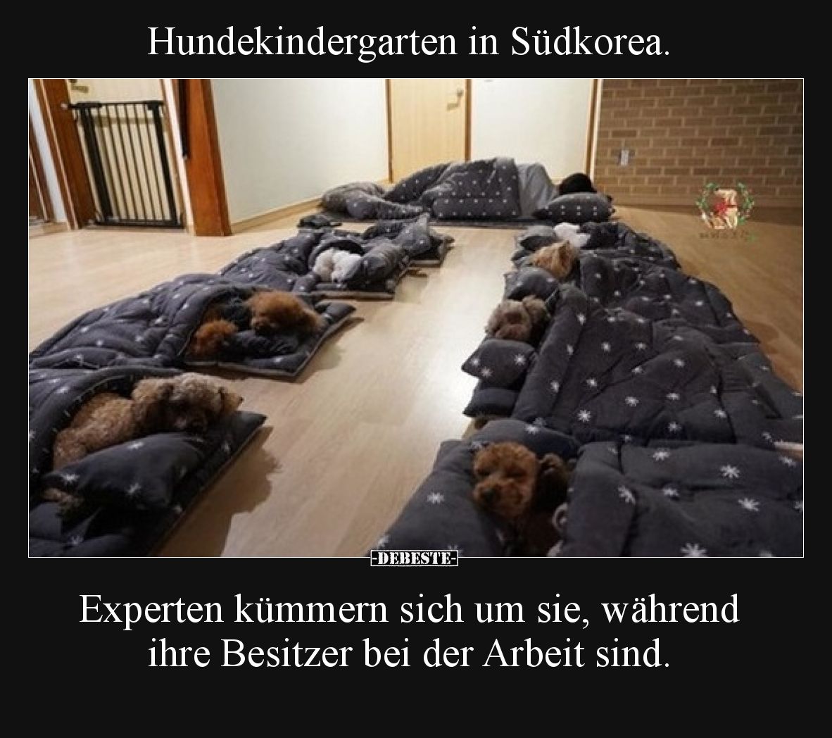 Hundekindergarten in Südkorea.
Experten kümmern sich um sie, während ihre Besitzer bei der Arbeit sind.