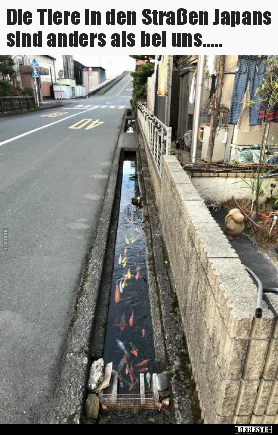 Die Tiere in den Straßen Japans sind anders als bei.. - Lustige Bilder | DEBESTE.de