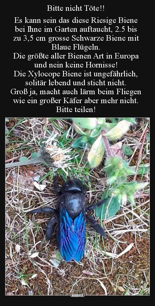 Bitte nicht Töte!! Es kann sein das diese Riesige Biene.. - Lustige Bilder | DEBESTE.de