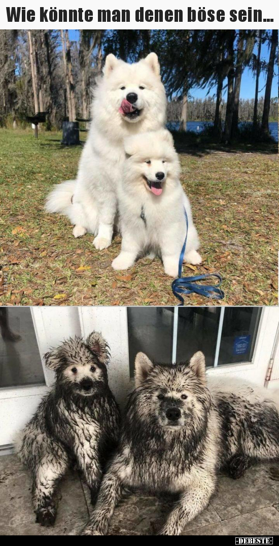 Wie könnte man denen böse sein...