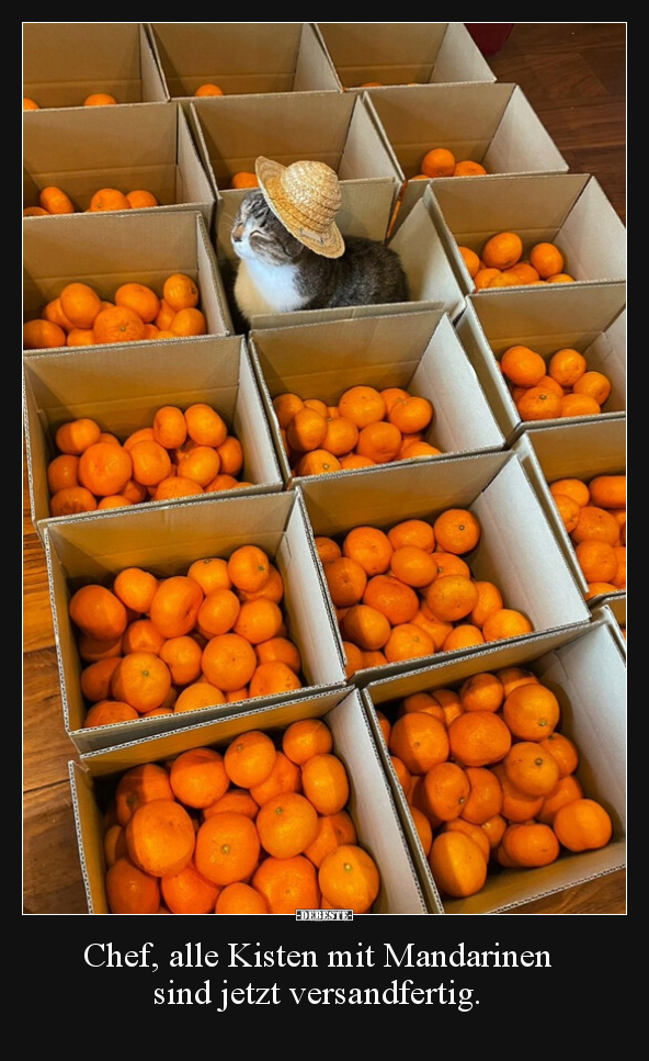 Chef, alle Kisten mit Mandarinen sind jetzt.. - Lustige Bilder | DEBESTE.de