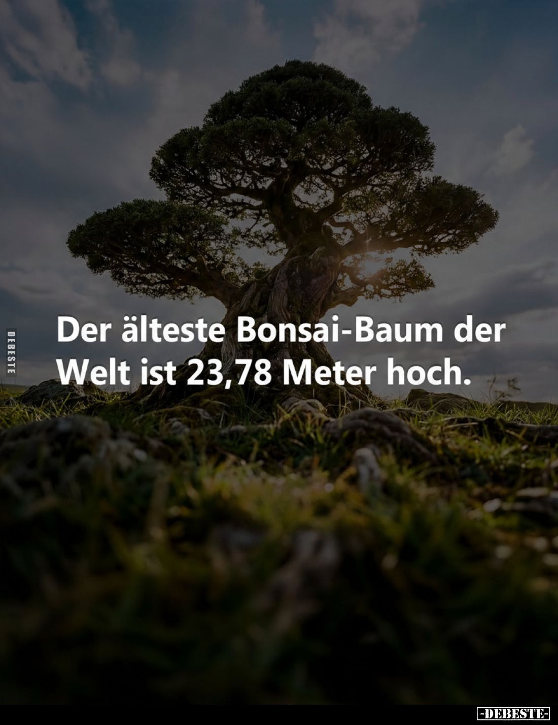 Der älteste Bonsai-Baum der Welt ist 23,78 Meter hoch.