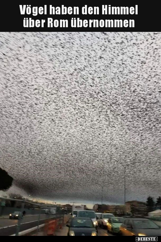 Vögel haben den Himmel über Rom übernommen..