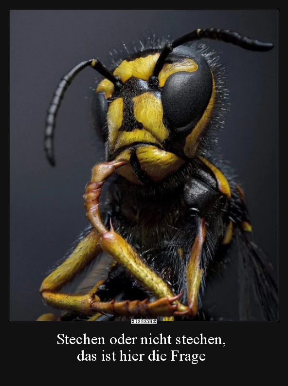 Stechen oder nicht stechen, das ist hier die Frage..