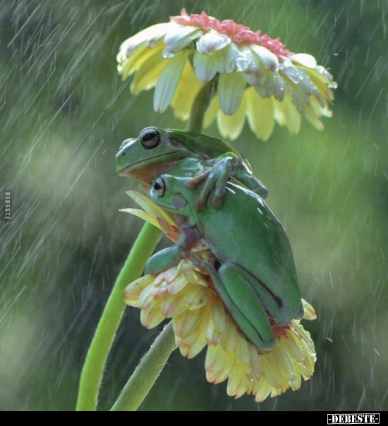  - Lustige Bilder | DEBESTE.de