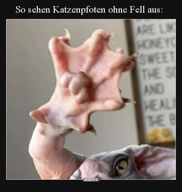 So sehen Katzenpfoten ohne Fell aus.. - Lustige Bilder | DEBESTE.de