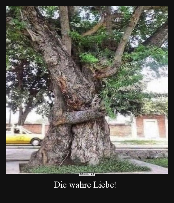 Die wahre Liebe!.. - Lustige Bilder | DEBESTE.de