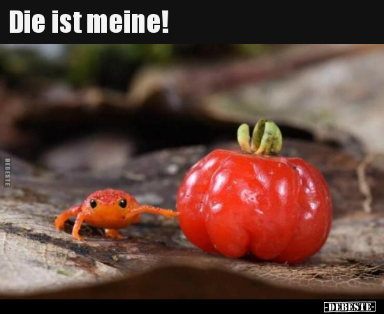 Die ist meine!..