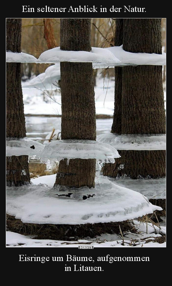 Ein seltener Anblick in der Natur. Eisringe um Bäume.. - Lustige Bilder | DEBESTE.de