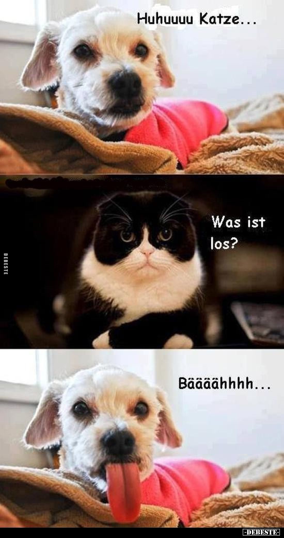 Huhuuuu Katze... -
Was ist los? -
Bäääähhhh...