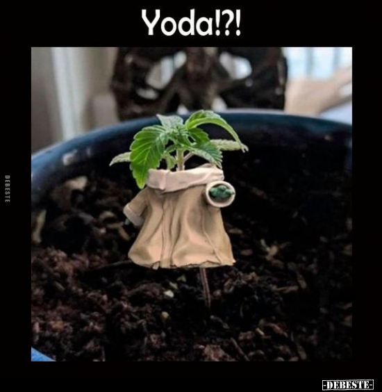 Yoda!?!.. - Lustige Bilder | DEBESTE.de