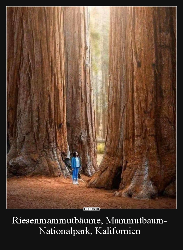 Riesenmammutbäume, Mammutbaum- Nationalpark, Kalifornien.. - Lustige Bilder | DEBESTE.de