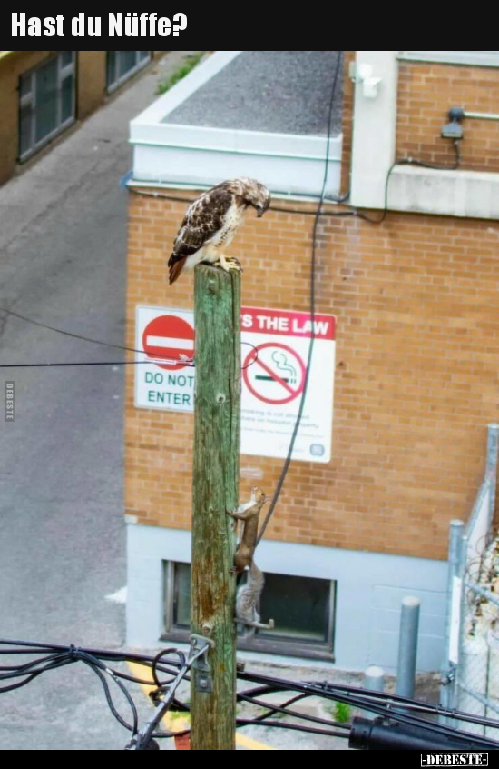 Hast du Nüffe?..