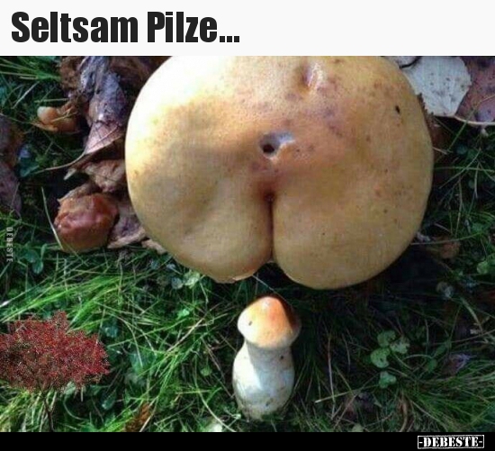 Seltsam Pilze...