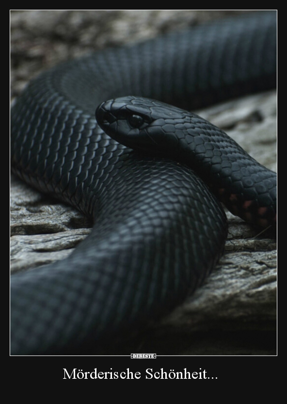 Mörderische Schönheit...