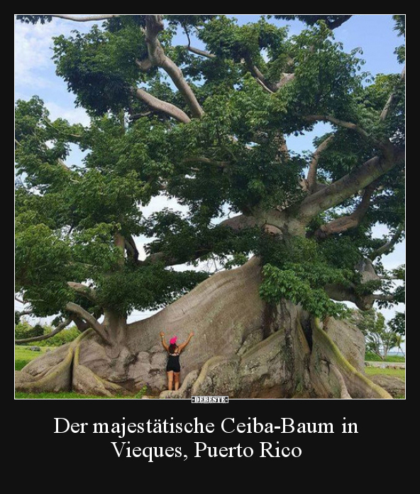 Der majestätische Ceiba-Baum in Vieques, Puerto Rico..
