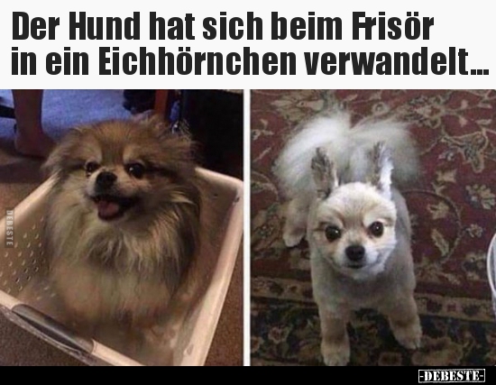 Der Hund hat sich beim Frisör in ein Eichhörnchen..