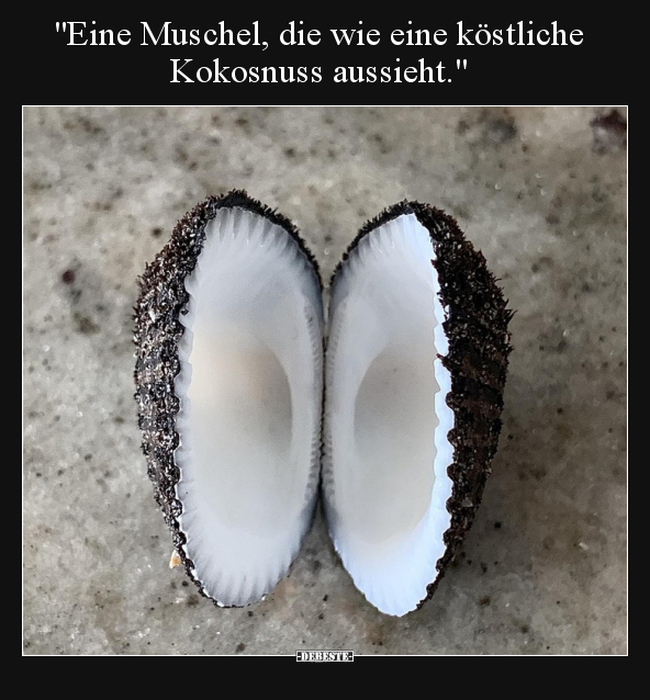 "Eine Muschel, die wie eine köstliche Kokosnuss.." - Lustige Bilder | DEBESTE.de