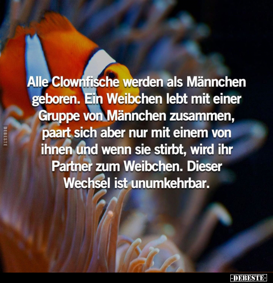 Alle Clownfische werden als Männchen geboren.. - Lustige Bilder | DEBESTE.de
