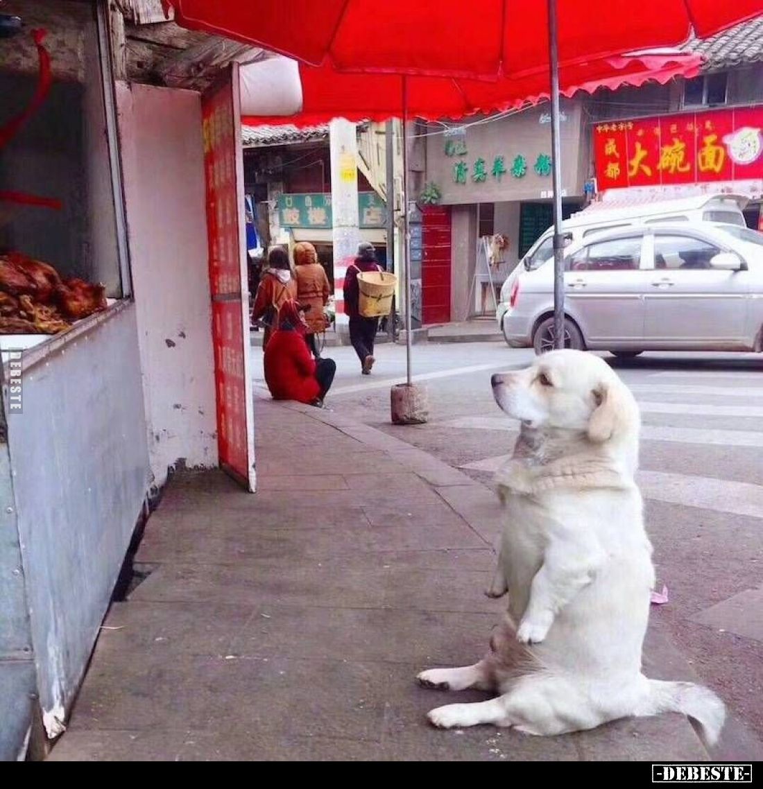Guter Hund