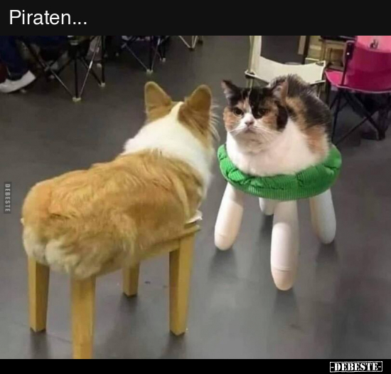 Katzen, Piraten, Piraten