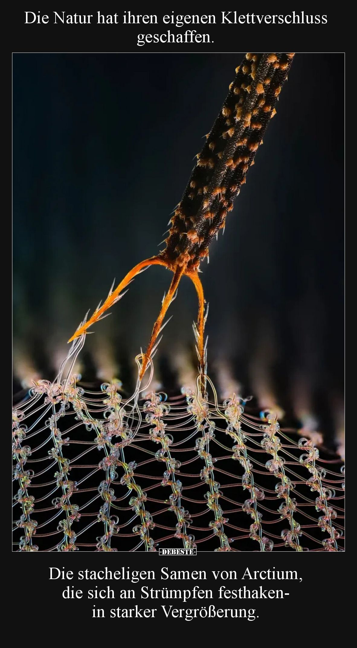 Die Natur hat ihren eigenen Klettverschluss geschaffen.

Die stacheligen Samen von Arctium, die sich an Strümpfen festhaken...