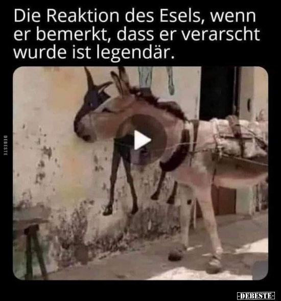 Die Reaktion des Esels, wenn er bemerkt, dass er verarscht.. - Lustige Bilder | DEBESTE.de