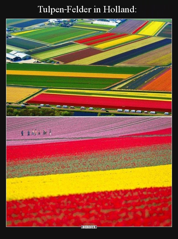 Tulpen-Felder in Holland.. - Lustige Bilder | DEBESTE.de