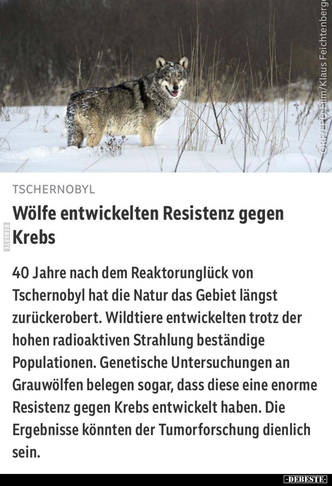 Wölfe entwickelten Resistenz gegen Krebs
 - 
40 Jahre nach dem Reaktorunglück von Tschernobyl hat die Natur das Gebiet läng...