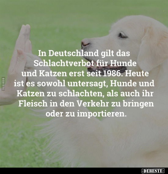 In Deutschland gilt das Schlachtverbot für Hunde und Katzen.. - Lustige Bilder | DEBESTE.de