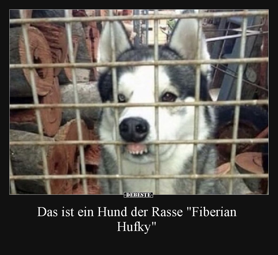 Das ist ein Hund der Rasse "Fiberian Hufky"