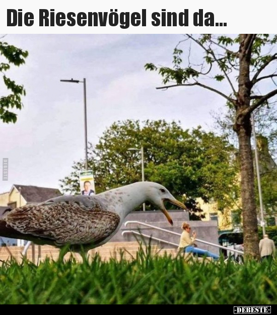 Vögel