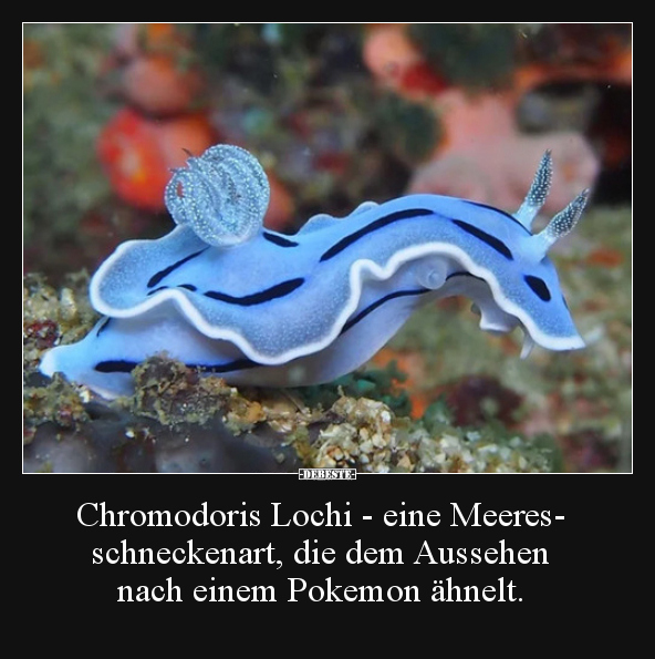 Chromodoris Lochi - eine Meeresschneckenart, die dem.. - Lustige Bilder | DEBESTE.de