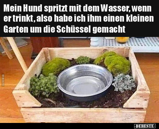 Mein Hund spritzt mit dem Wasser, wenn er trinkt, also habe.. - Lustige Bilder | DEBESTE.de