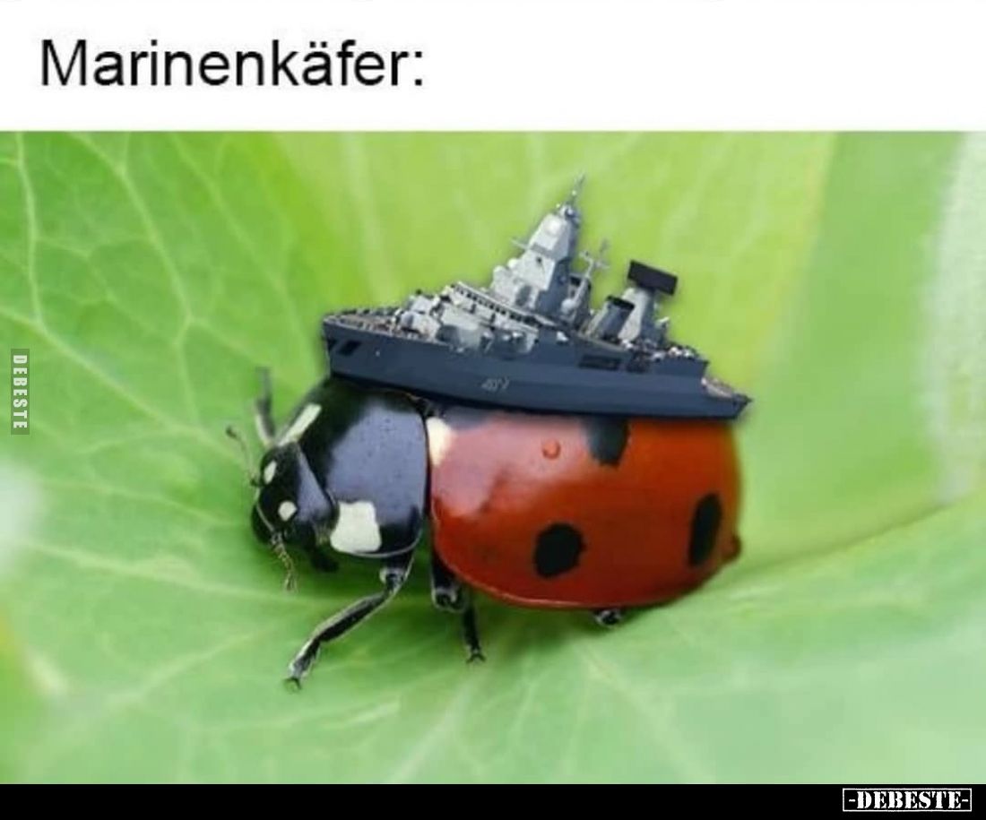 Marinenkäfer: