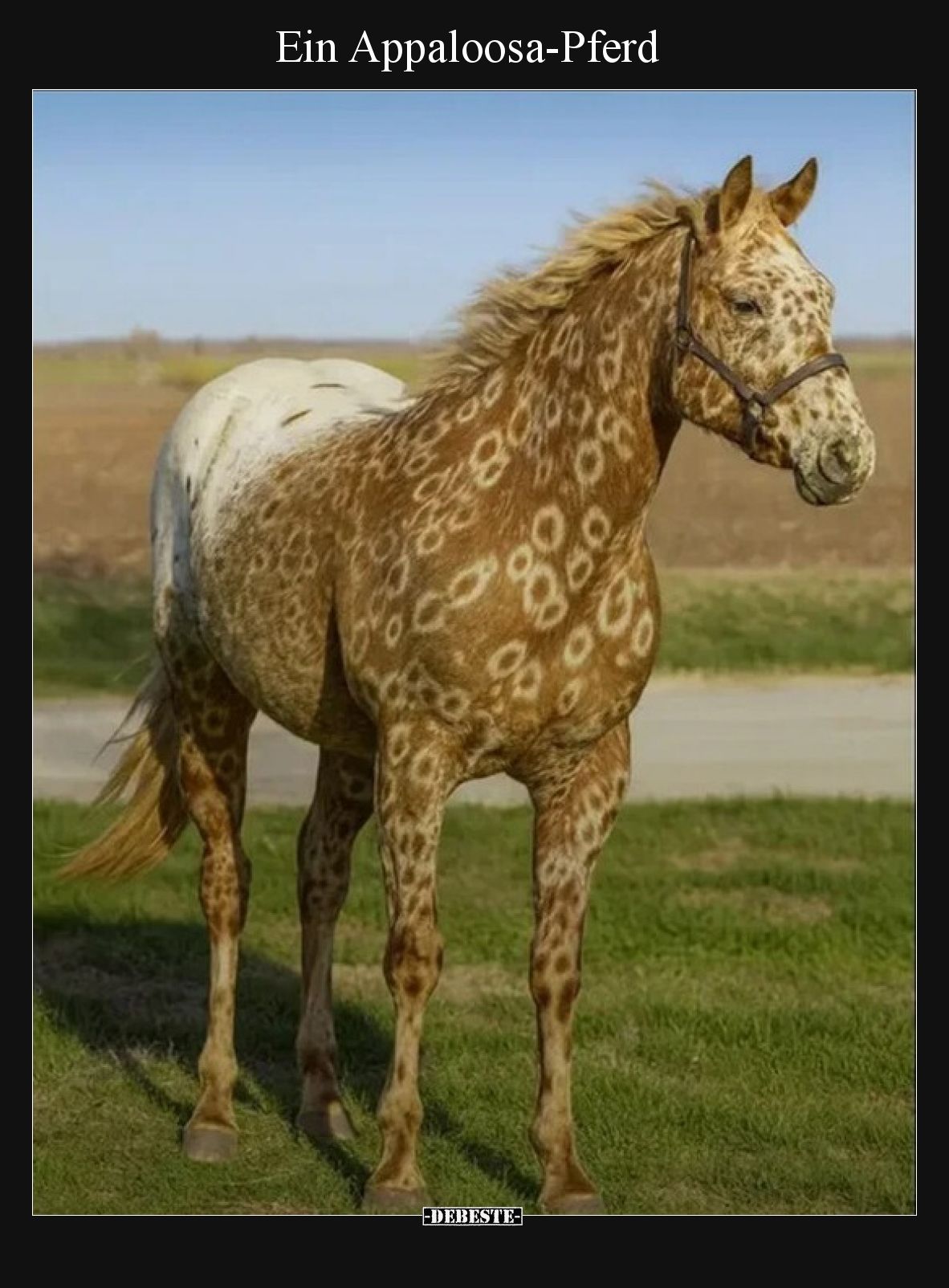 Ein Appaloosa-Pferd