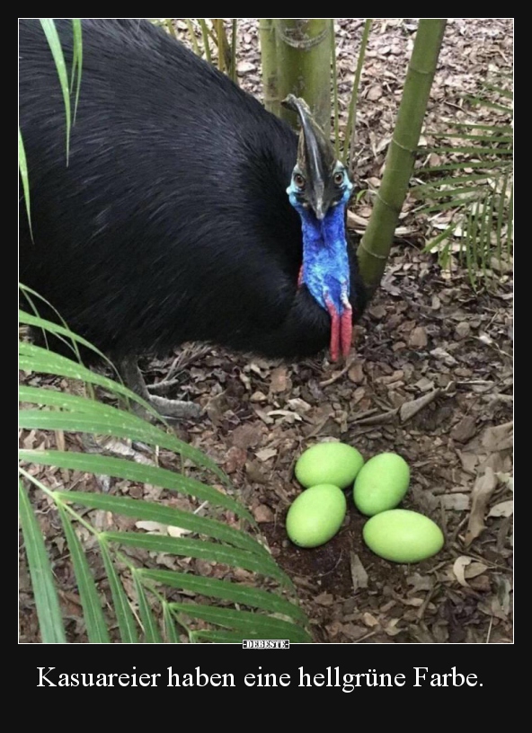 Kasuareier haben eine hellgrüne Farbe...