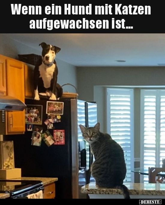 Wenn ein Hund mit Katzen aufgewachsen ist... - Lustige Bilder | DEBESTE.de