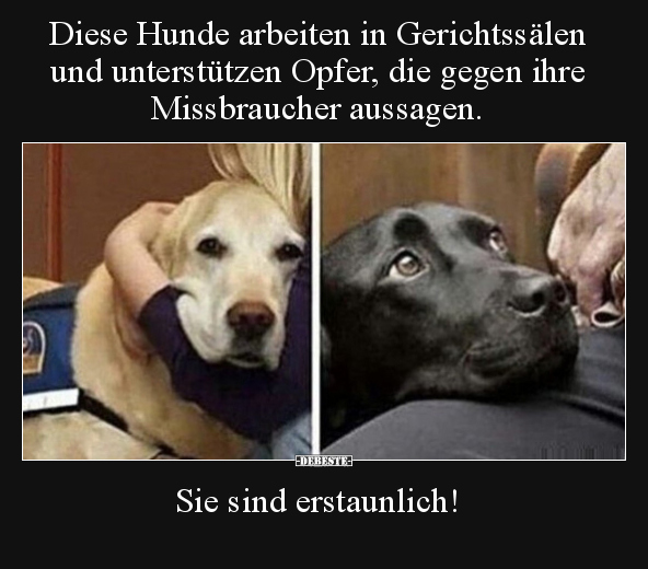 Diese Hunde arbeiten in Gerichtssälen und unterstützen.. - Lustige Bilder | DEBESTE.de