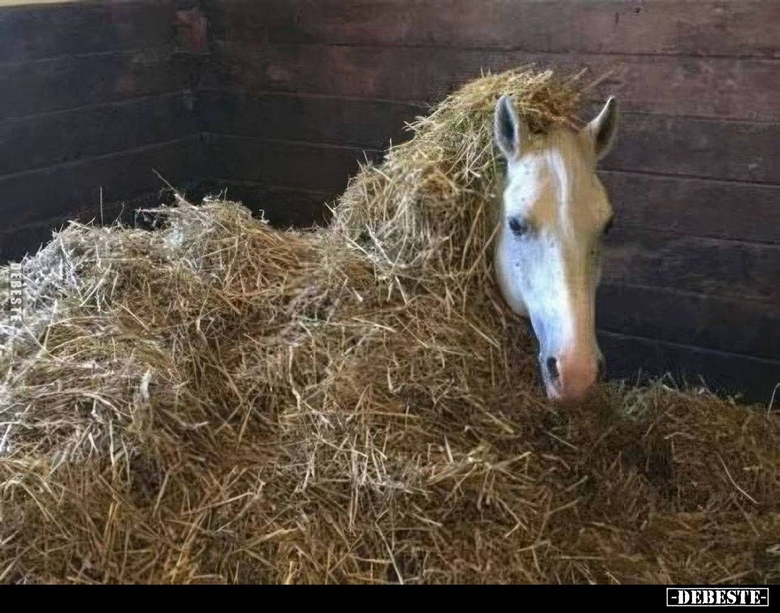  - Lustige Bilder | DEBESTE.de