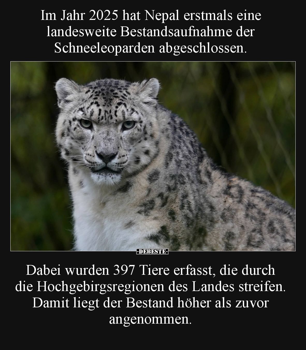 Im Jahr 2025 hat Nepal erstmals eine landesweite Bestandsaufnahme der Schneeleoparden abgeschlossen. Dabei wurden 397 Tiere e...