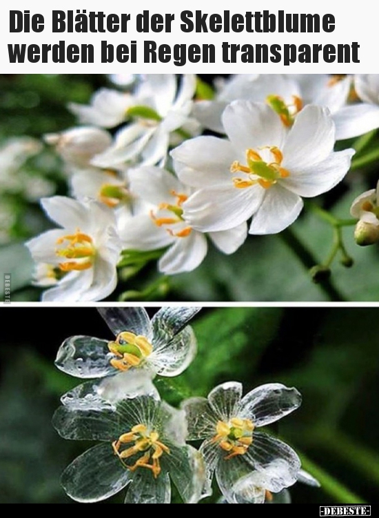 Die Blätter der Skelettblume werden bei Regen.. - Lustige Bilder | DEBESTE.de