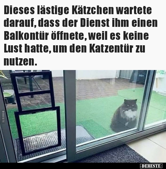 Dieses lästige Kätzchen wartete darauf, dass der Dienst ihm..