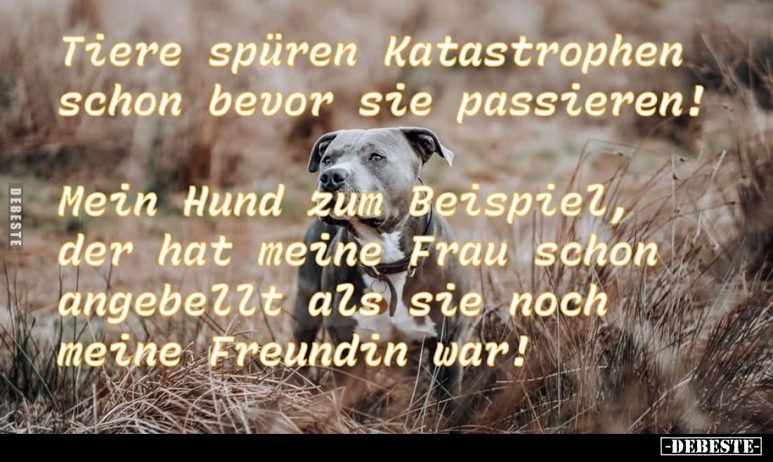 Tiere spüren Katastrophen schon bevor sie passieren!
Mein Hund zum Beispiel, der hat meine Frau schon angebellt als sie noch...