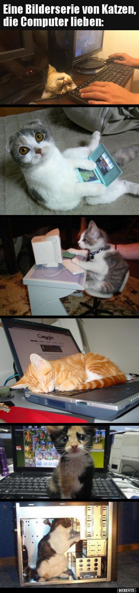 Eine Bilderserie von Katzen, die Computer lieben.. - Lustige Bilder | DEBESTE.de