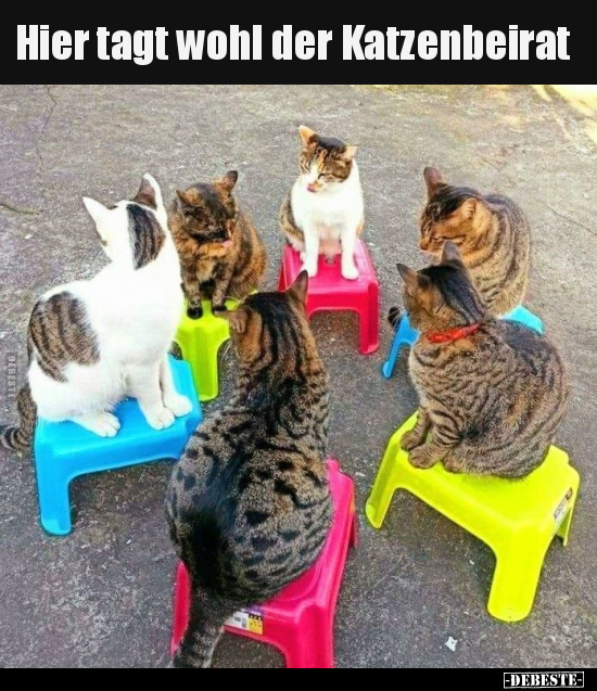 Hier tagt wohl der Katzenbeirat..