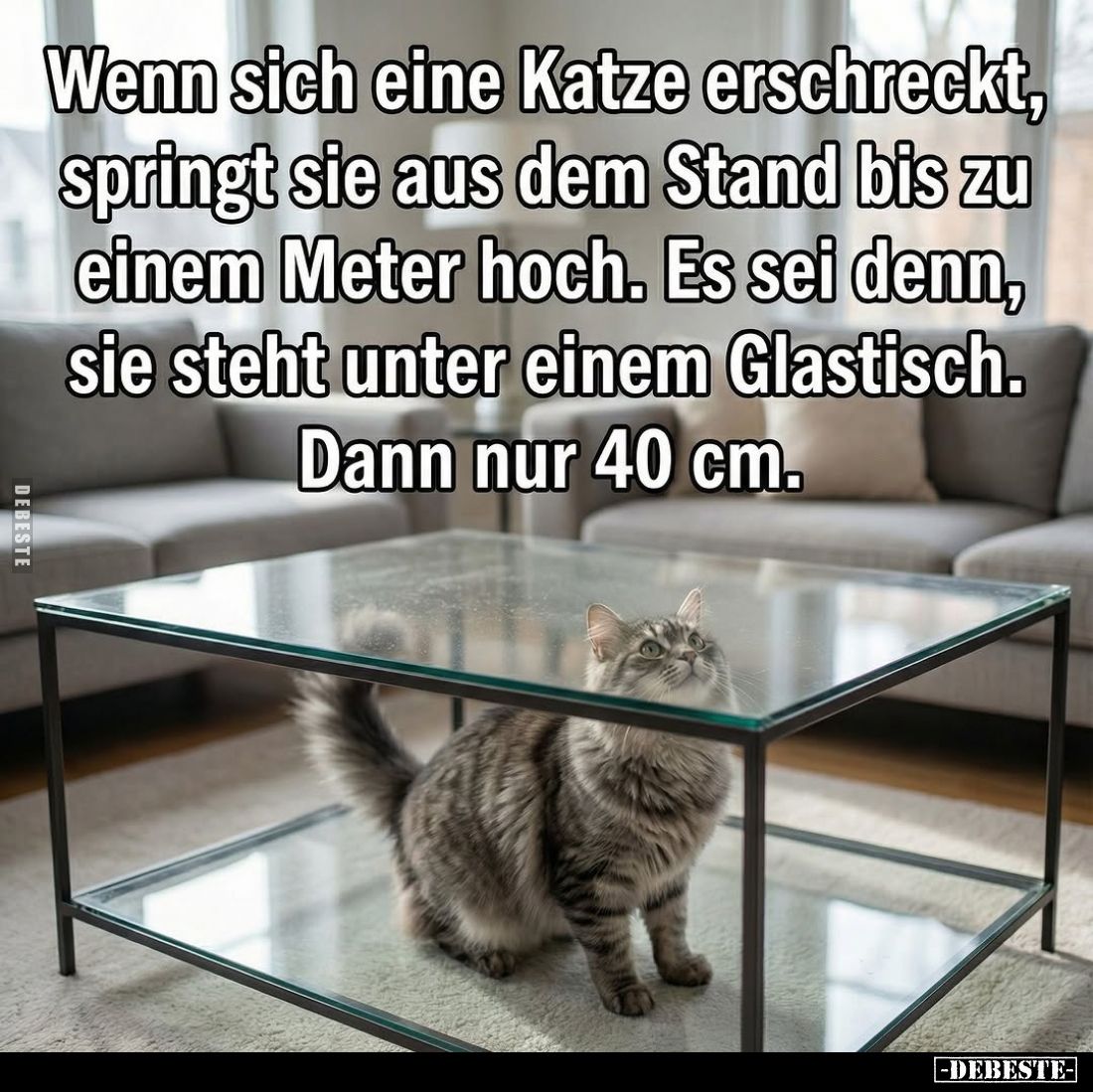 Wenn sich eine Katze erschreckt, springt sie aus dem Stand bis zu einem Meter hoch. Es sei denn, sie steht unter einem Glasti...