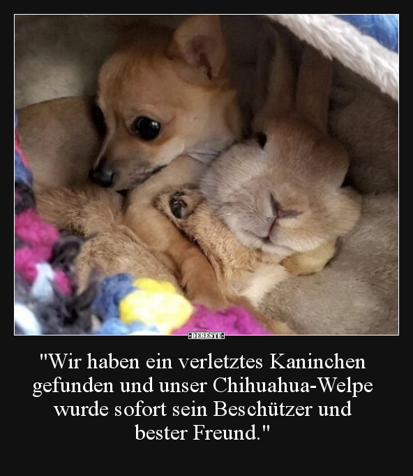 "Wir haben ein verletztes Kaninchen gefunden und unser.." - Lustige Bilder | DEBESTE.de
