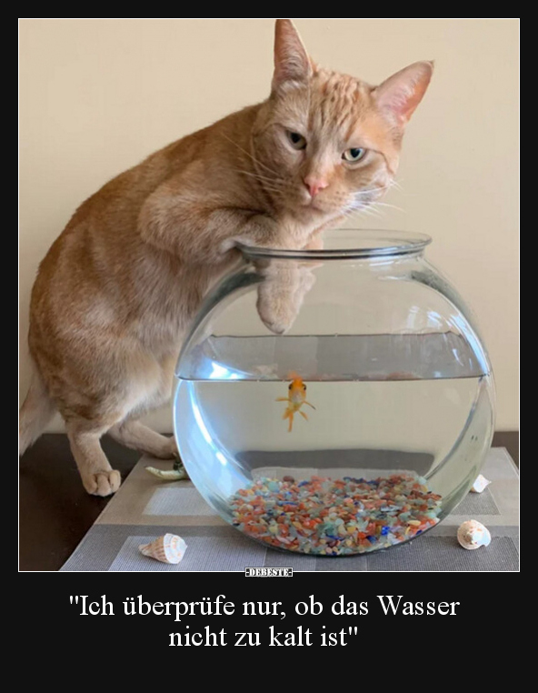 "Ich überprüfe nur, ob das Wasser nicht zu kalt ist".. - Lustige Bilder | DEBESTE.de