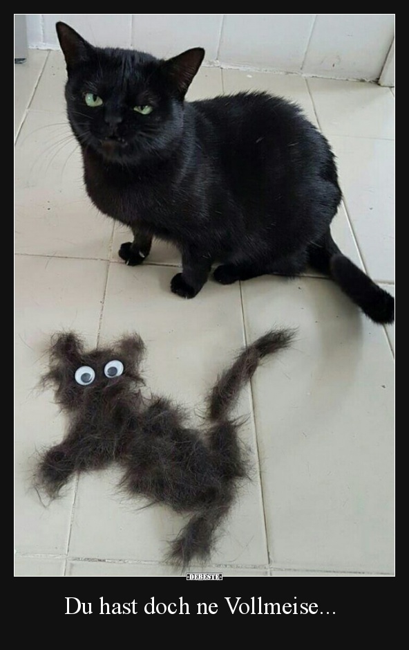 Du hast doch ne Vollmeise...
